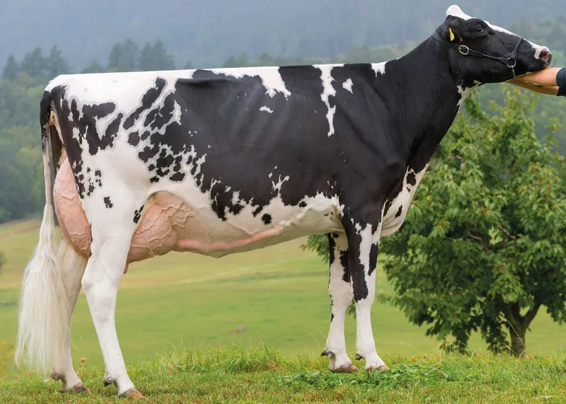 Die Holstein-Kuh Guillet Al DUSKA CH zeichnet sich durch ihren grossen Rahmen, ihr gut aufgehängtes Euter und ihre hohe Milchleistung von über 10 500 kg aus. Bild: Giorgio Soldi