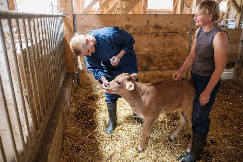 Eine Tierärztin gibt einem Kalb etwas ins Maul.