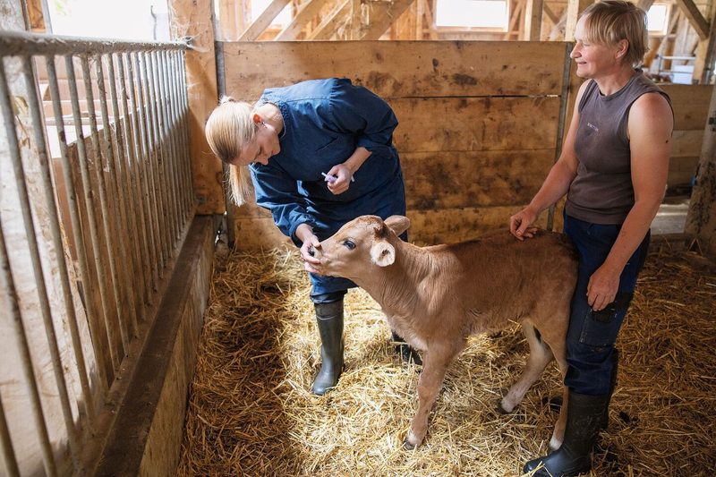 Eine Tierärztin gibt einem Kalb etwas ins Maul.