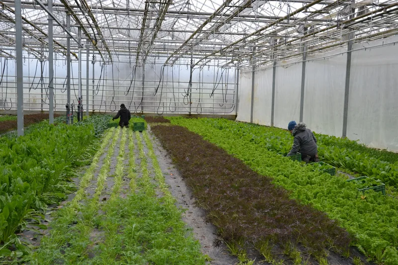 So produziert die Agrico ohne Pflanzenschutzmittel Freiland-Gemüse für tausende Haushalte