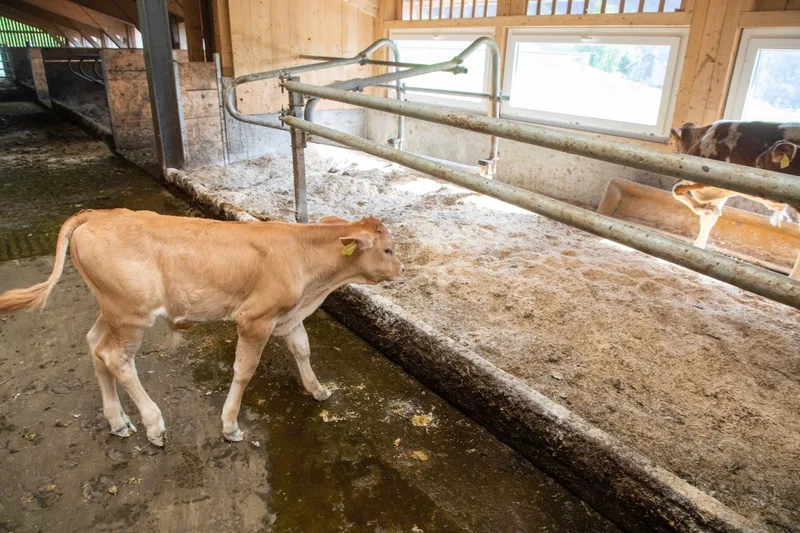 Deshalb braucht es eine wichtige bauliche Massnahme: den Kälberschlupf. Bild: Gian Vaitl