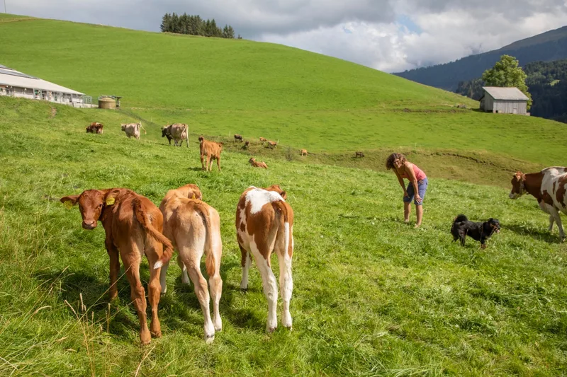 Ruschs lassen die Kälber tagsüber mit den Milchkühen mitlaufen. Bild: Gian Vaitl