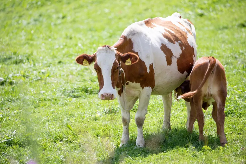 Meistens ist der Milchfluss beim Melken gut. Aber ganz ohne Oxytocin gehe es nicht. Bild: Gian Vaitl