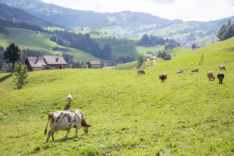 Im traditionsreichen Urnäsch AR sind Ruschs bisher die einzigen, die muttergebundenen Kälberaufzucht betreiben. Bild: Gian Vaitl
