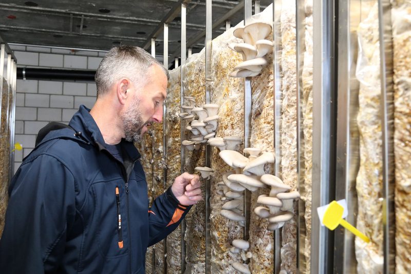 Pilze wurden für Familie Schneebeli vom Hobby zum Erfolgsmodell