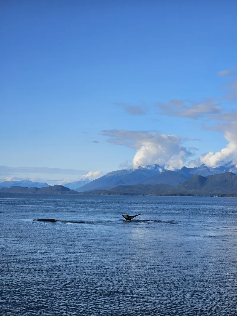 Auf nach Alaska: eine Kreuzfahrt in den hohen Norden