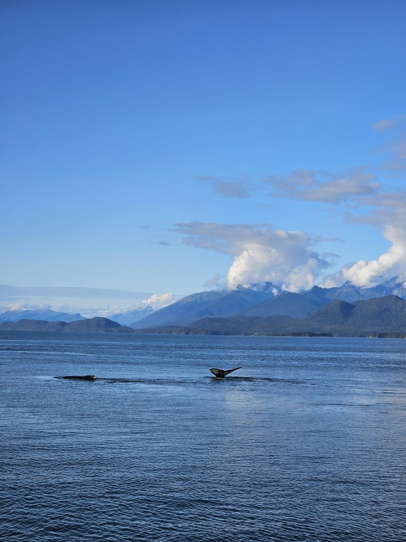 Auf nach Alaska: eine Kreuzfahrt in den hohen Norden