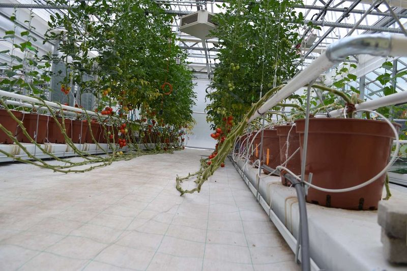 Forschung im Gemüsebau: Das läuft bei Agroscope