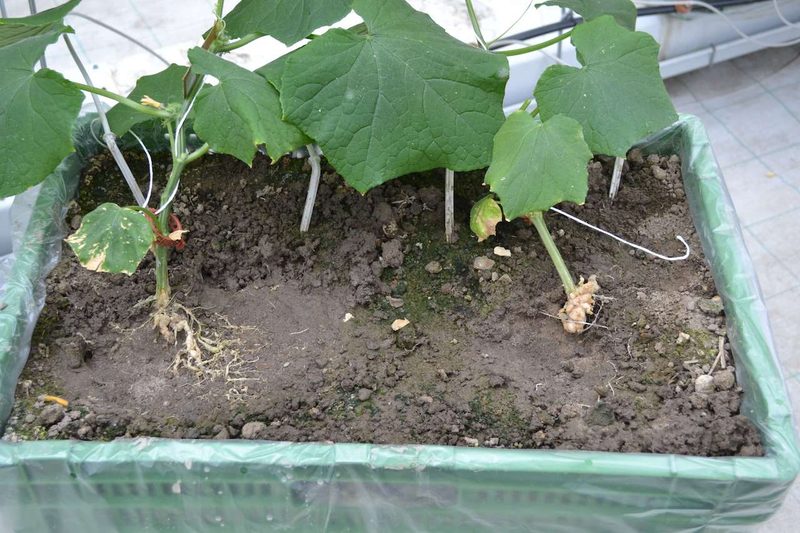 Forschung im Gemüsebau: Das läuft bei Agroscope