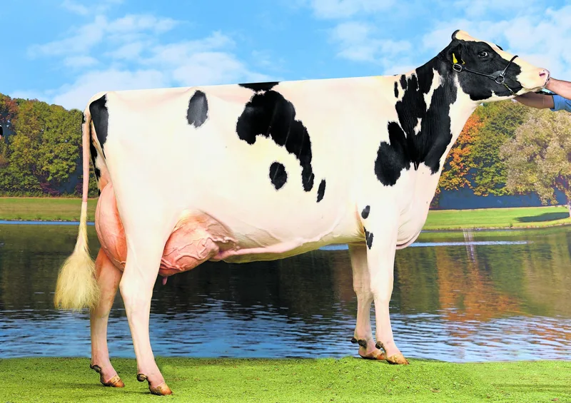 Herbert Ender-Meier ist stolzer Holstein Meisterzüchter: «Ich bin für die Viehzucht vorbelastet»