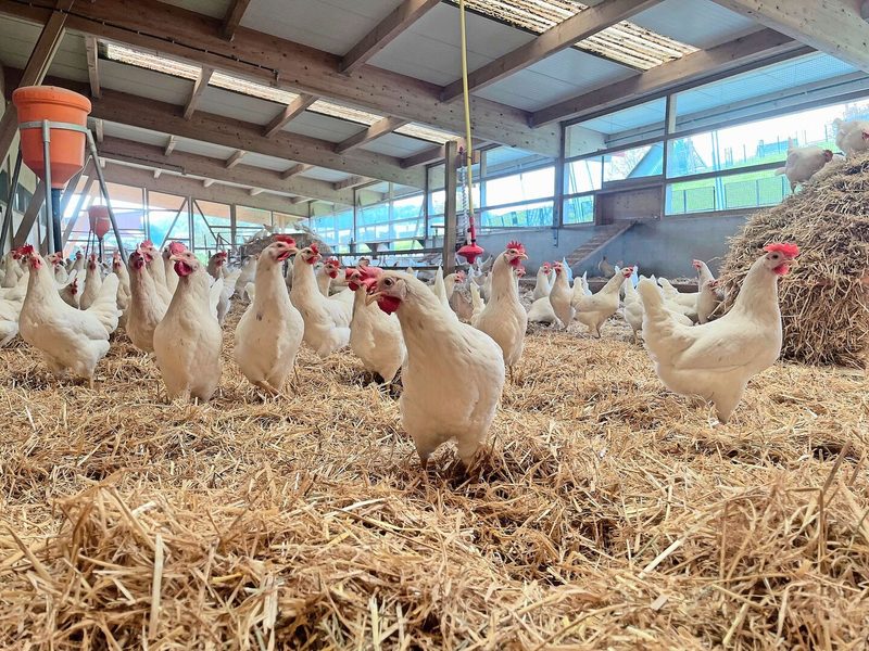 Eierproduktion ist der Hauptbetriebszweig bei Stadelmanns: 8300 Legehennen produzieren in zwei Ställen.