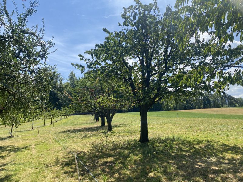 «Wir haben schon eine emotionale Bindung zu den Mirabellen»