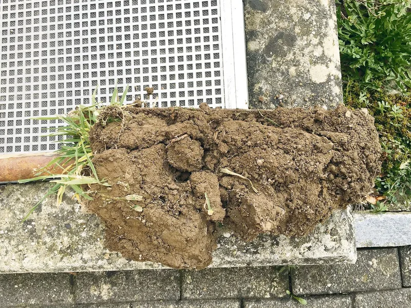 Man sieht, dass der Oberboden nach nur 3 mm Regen feucht ist. In den unteren Schichten ist genügend Winterfeuchte vorhanden.