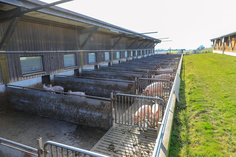 Schweine stehen und liegen im Auslauf hinter dem Stall. Ein doppelter Zaun ist nicht sichtbar.