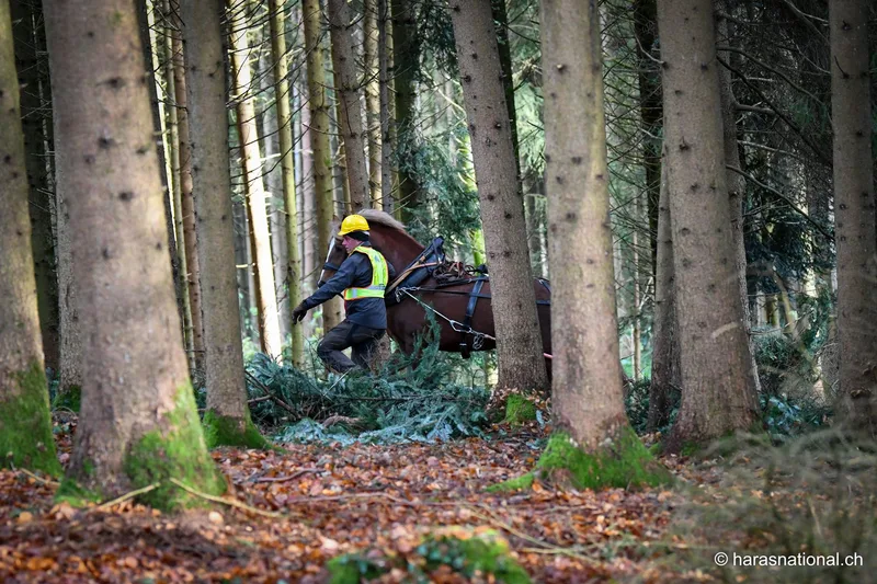 Die Wegstrecke der Holzerkurse endet: Gestütshengst Don Festino zieht, an der ihm vertrauten Hand von Christa Graf, den allerletzten Baum aus dem Wald