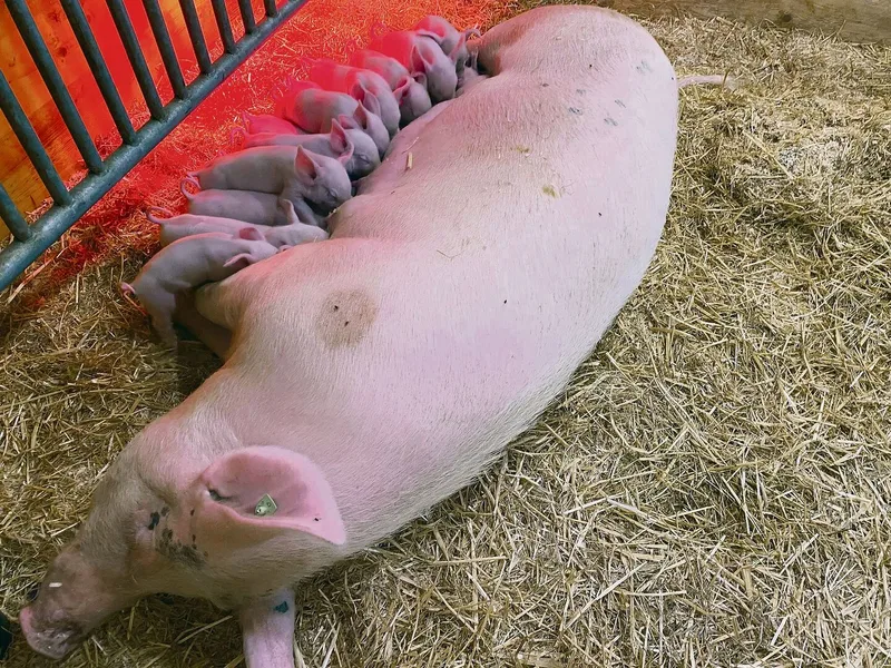Wegen besseren Managements und Übersichtlichkeit ferkeln die Sauen im Stall ab.