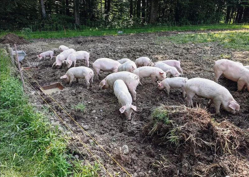 Im Freiland können Schweine ihrem natürlichen Bedürfnis, dem Wühlen, optimal nachkommen.