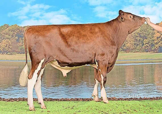 Der Slick-Stier Ja-Bob Thermo-Red stammt von einem aus den USA importieren Embryo und wurde von Swissgenetics abgekauft.