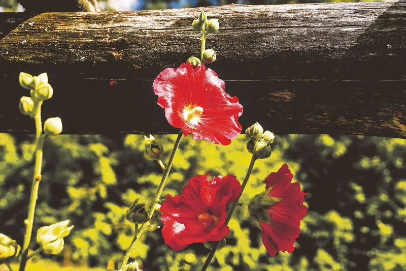Stockrosen sind klassische Bauerngartenblumen.