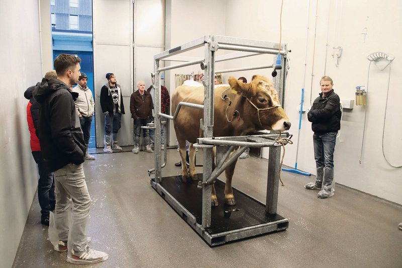 Geduldig wartet ein Rind auf den Eintrittsuntersuch. Dabei können die Rindermäster zusehen.