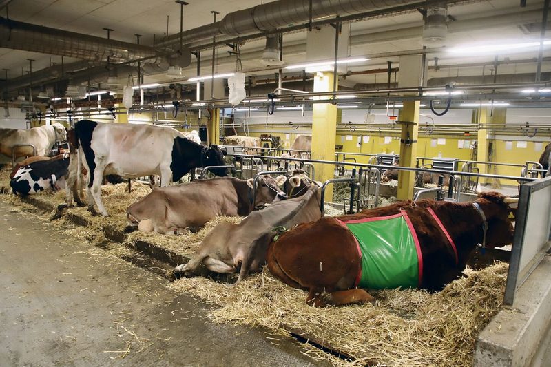 Hier im Stall ist Platz für stationär behandelte Rinder, Kühe und Stiere – ein durchaus angenehmes Krankenzimmer.