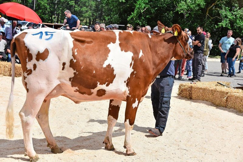 Solche Erstlingskühe sind gefragt: Primenov Elma von Cédric Leiber und Christoph Oberli, Les Reussilles, galt 4500 Franken.