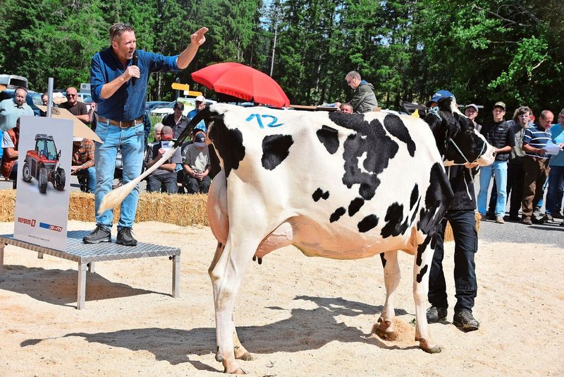 Sie stand mit 36 kg Milch auf dem Platz und holte den Spitzenpreis von 4800 Franken: Luster Mimosa, angeboten von Blaise und Vital Wermeille, Les Breuleux.
