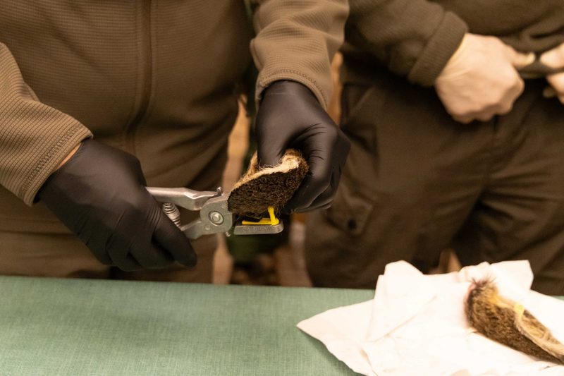 Futterbau: Beim Mähen trotz Hektik an die Insekten und Rehkitze denken