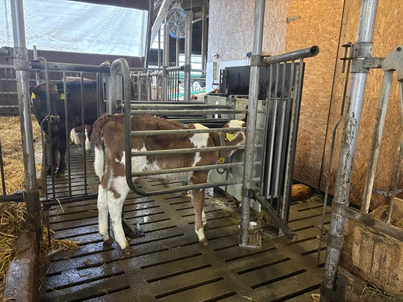 Statt C-Milch abliefern, die Kälber auf dem eigenen Betrieb ausmästen – so macht es Marcel Luder