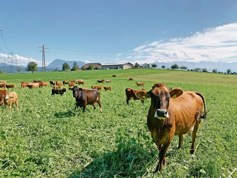 Günstige Mulcher: Mutterkühe und Weide-Beef fressen und trampeln die Gründüngung ein.