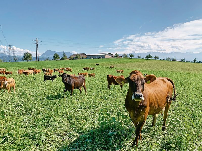 Günstige Mulcher: Mutterkühe und Weide-Beef fressen und trampeln die Gründüngung ein.