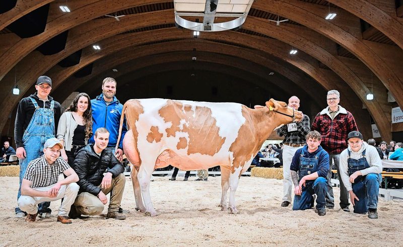 Siegerin bei den Red Holstein: Wolfmountain Aladdin Amala von Stefan Frauchiger aus Rikon im Tösstal. Laut Christian Schuwey eine harmonische und sehr weibliche Kuh.