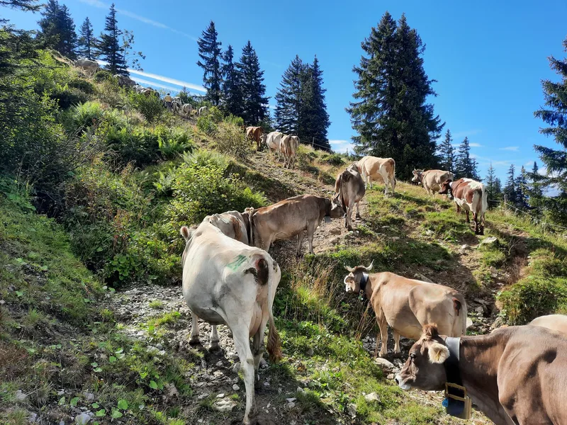 Der Countdown läuft auf der Alp Valpun