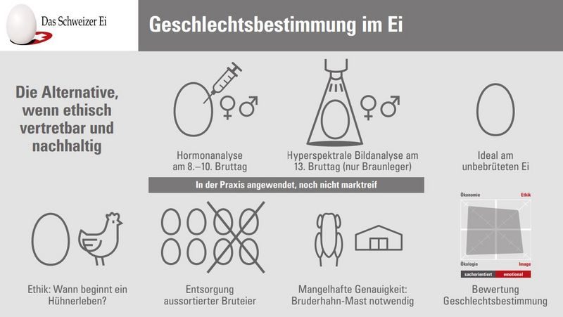 Gallo Suisse: Kein Kükentöten mehr für Schweizer Eier