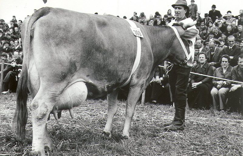 Aufschwung für das Braunvieh im neuen Zeitalter