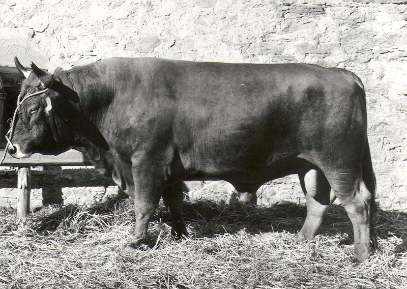 Aufschwung für das Braunvieh im neuen Zeitalter