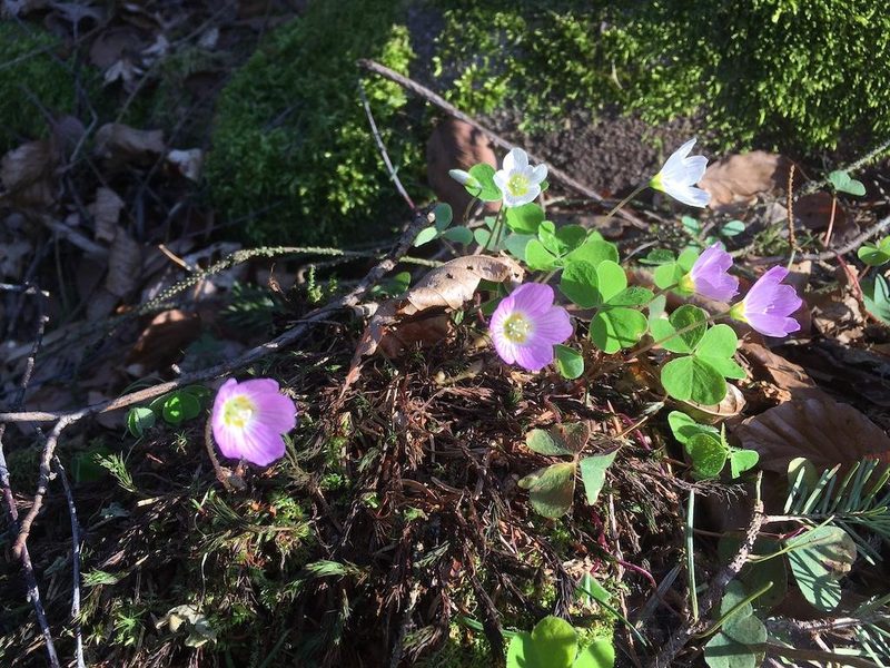 7 Essbare Wildpflanzen im Frühling: Gesund, leicht zu finden und mild im Geschmack