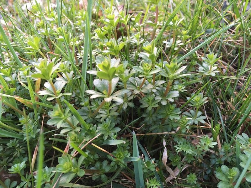 7 Essbare Wildpflanzen im Frühling: Gesund, leicht zu finden und mild im Geschmack