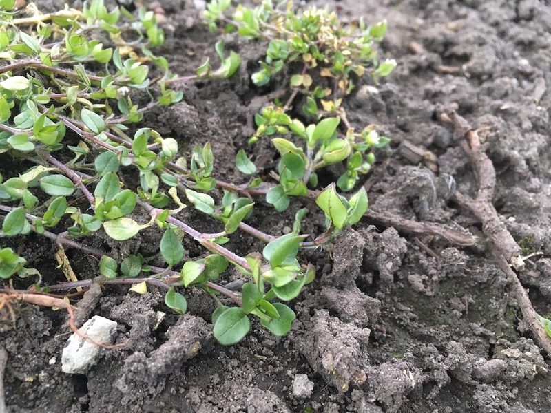 7 Essbare Wildpflanzen im Frühling: Gesund, leicht zu finden und mild im Geschmack