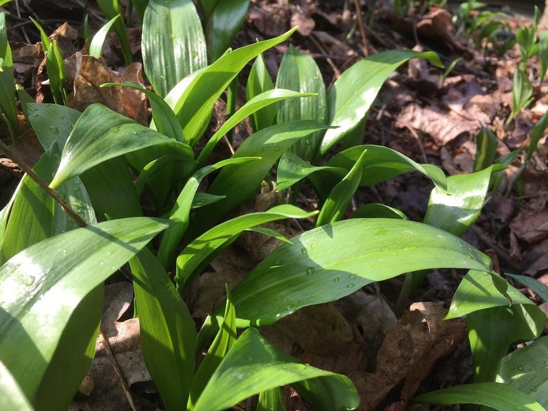 7 Essbare Wildpflanzen im Frühling: Gesund, leicht zu finden und mild im Geschmack