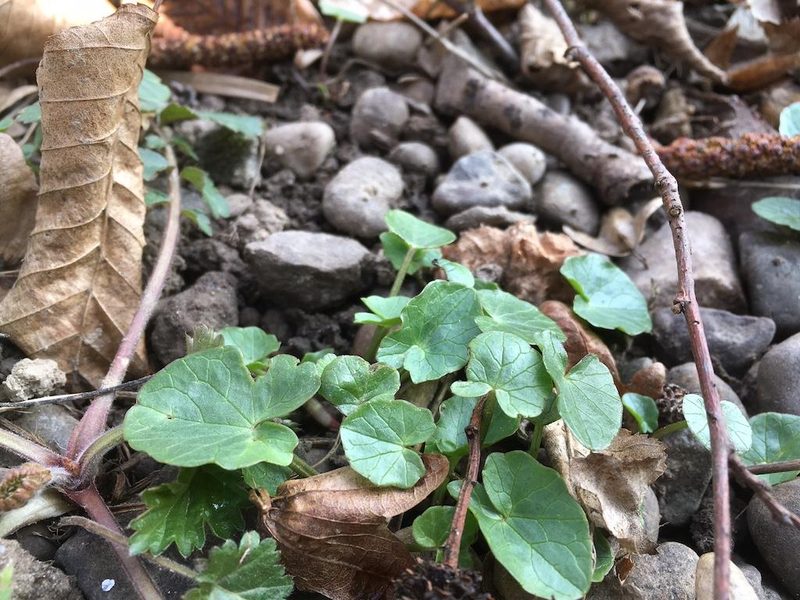 7 Essbare Wildpflanzen im Frühling: Gesund, leicht zu finden und mild im Geschmack