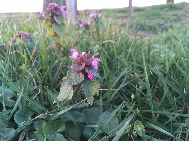 7 Essbare Wildpflanzen im Frühling: Gesund, leicht zu finden und mild im Geschmack