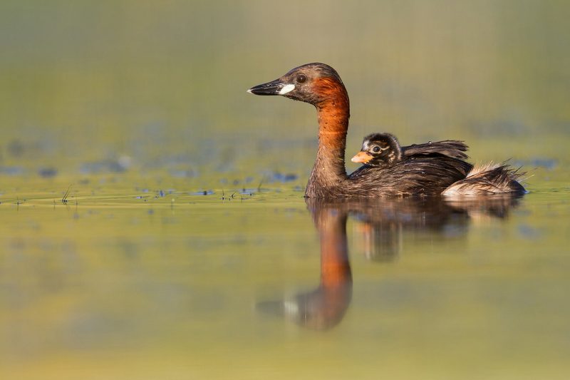 Der Zwergtaucher ist der Vogel des Jahres 2024