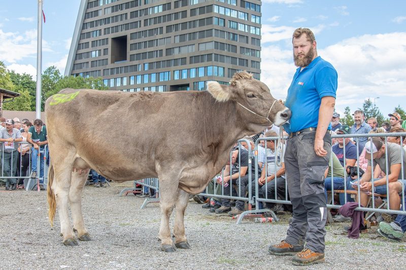 Die Stimmung und Preise stimmten an der Stierenmarkt-Auktion in Zug