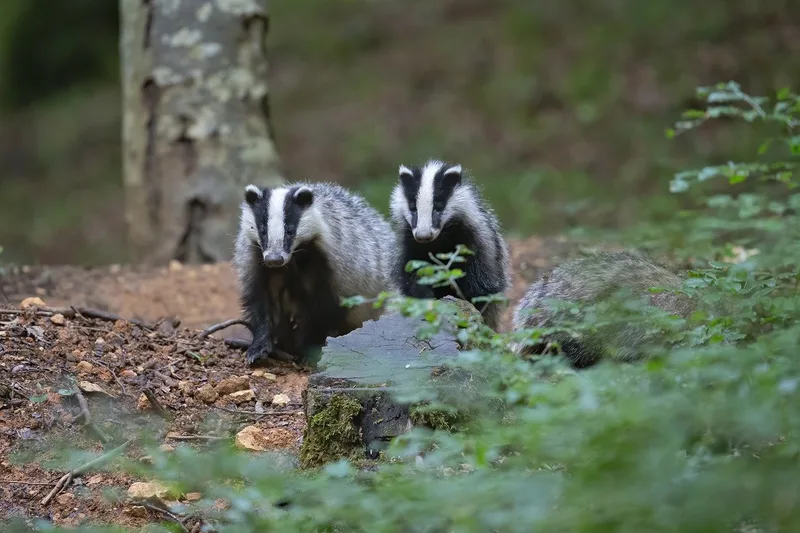 Übersicht über Wildtiere in der Schweiz: Mit Fell, vier Beinen – und Appetit