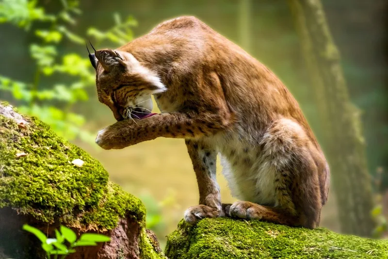 Übersicht über Wildtiere in der Schweiz: Mit Fell, vier Beinen – und Appetit