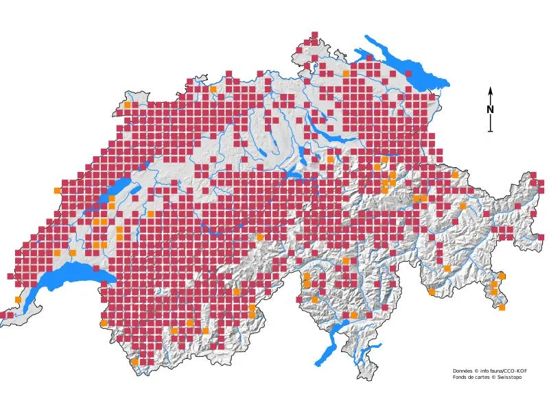 Übersicht über Wildtiere in der Schweiz: Mit Fell, vier Beinen – und Appetit