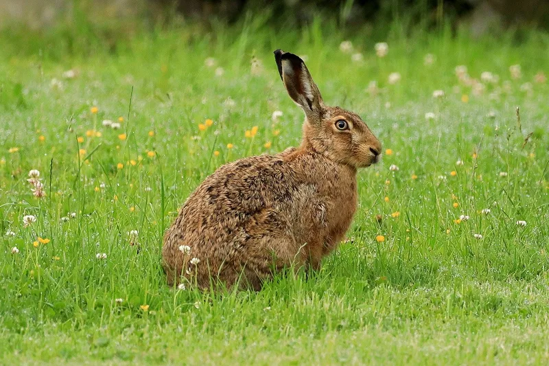 Übersicht über Wildtiere in der Schweiz: Mit Fell, vier Beinen – und Appetit