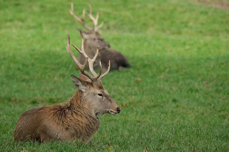 Übersicht über Wildtiere in der Schweiz: Mit Fell, vier Beinen – und Appetit