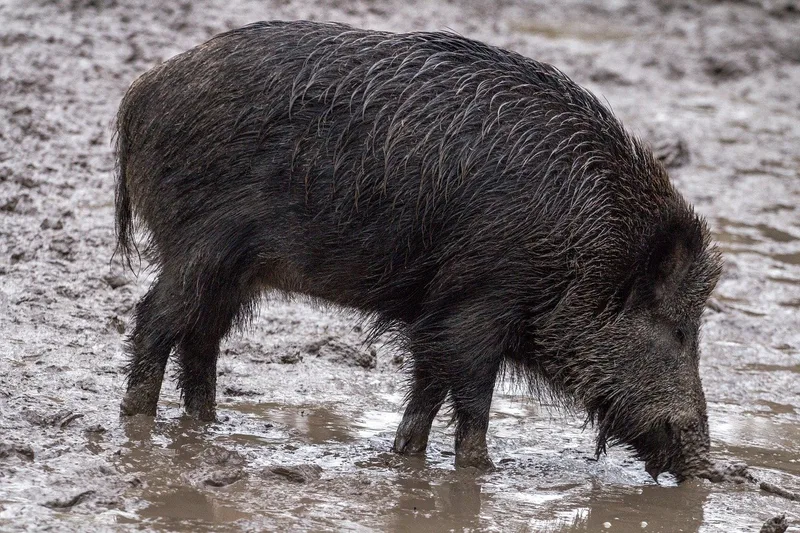 Übersicht über Wildtiere in der Schweiz: Mit Fell, vier Beinen – und Appetit